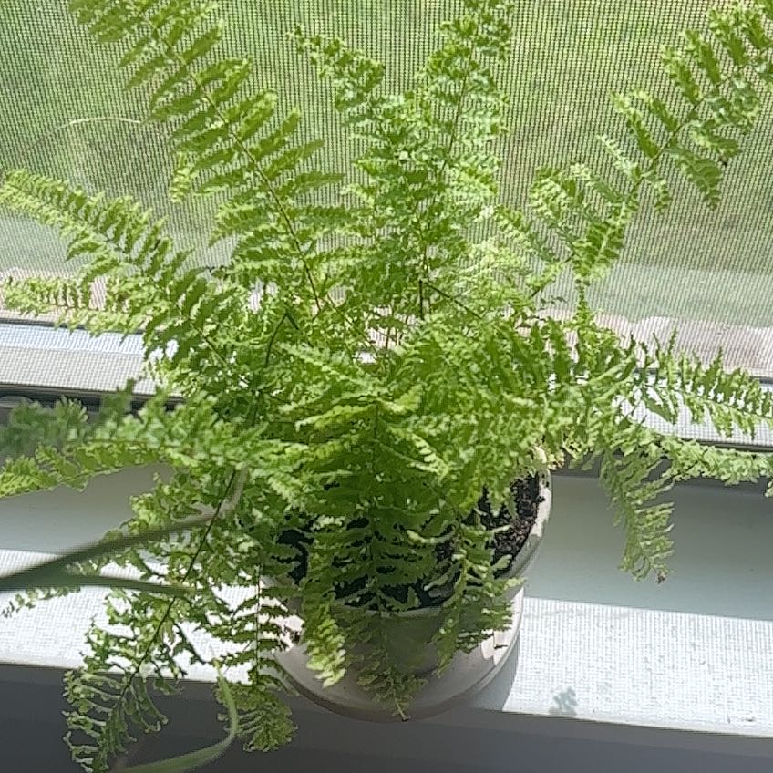 Photo of the plant species fluffy ruffle fern by @AceSilverspot17 named Kardashian on Greg, the plant care app
