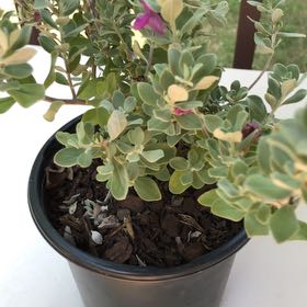Photo of the plant species Cenicilla by @SolidPignut1 named Walt on Greg, the plant care app