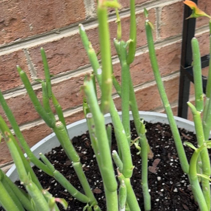 Photo of the plant species Slipper Plant by @YesTukauki99 named Achilles on Greg, the plant care app