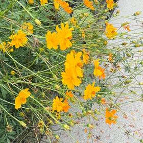 Photo of the plant species Sulphur Cosmos by @YesTukauki99 named Foxxy on Greg, the plant care app