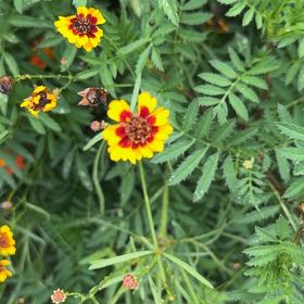 Photo of the plant species Atkinson's Tickseed by @YesTukauki99 named Bieber on Greg, the plant care app