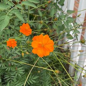 Photo of the plant species Sulphur Cosmos by @YesTukauki99 named Naomi on Greg, the plant care app