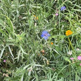 Photo of the plant species Cornflower by @YesTukauki99 named Oscar on Greg, the plant care app