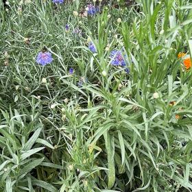 Photo of the plant species Cornflower by @YesTukauki99 named Nithin on Greg, the plant care app