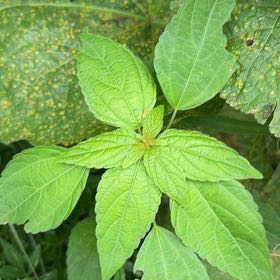 Photo of the plant species Virginia Copperleaf by @YesTukauki99 named Sigmund on Greg, the plant care app