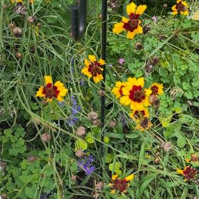 Photo of the plant species Atkinson's Tickseed by @YesTukauki99 named Wall-E on Greg, the plant care app