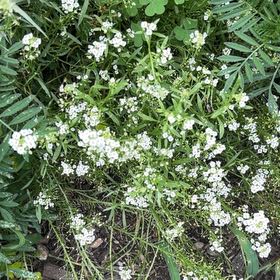 Photo of the plant species Sweet Alyssum by @YesTukauki99 named Muhammad Ali on Greg, the plant care app