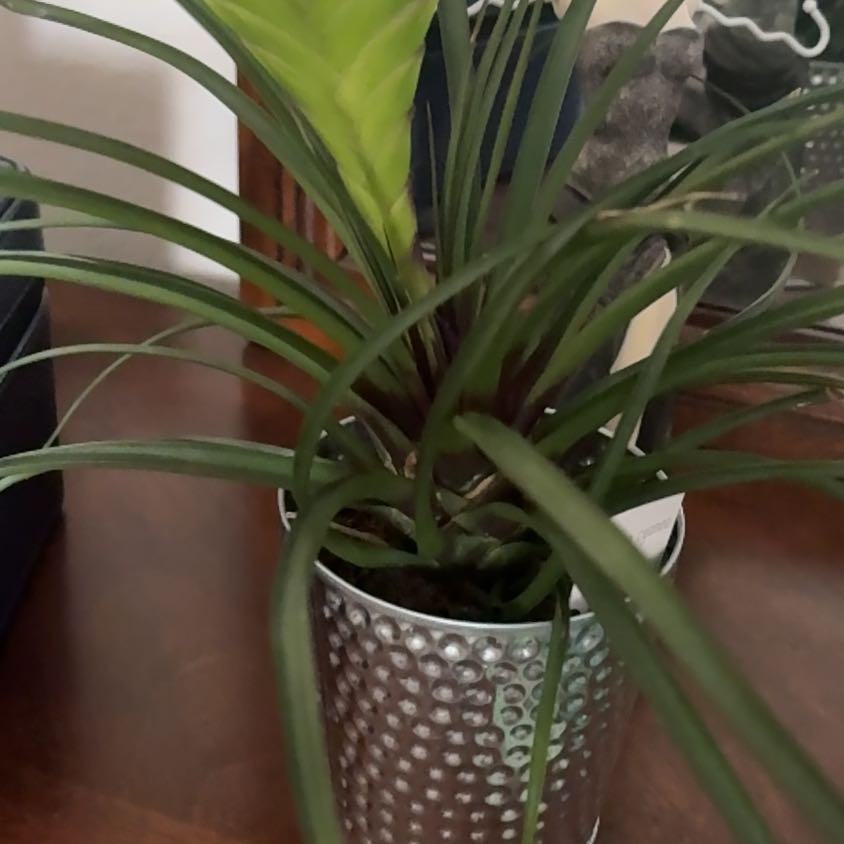 Photo of the plant species Pink Quill by @ProSalad93 named Pinkie on Greg, the plant care app