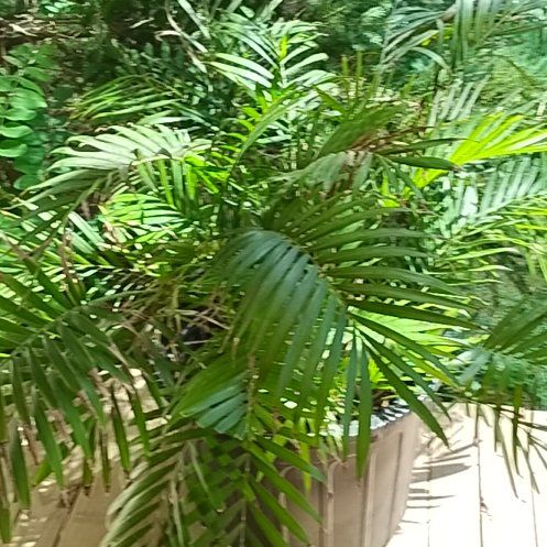 Photo of the plant species Florida Arrowroot by @TruthfulLilac68 named Gates on Greg, the plant care app