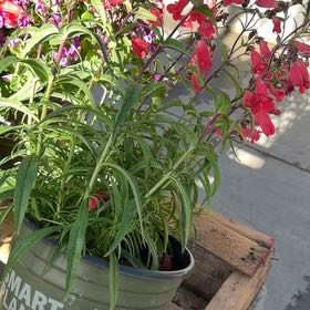 Photo of the plant species Mexican Bush Sage by @GiddyRedrose2 named Michelle Branch on Greg, the plant care app