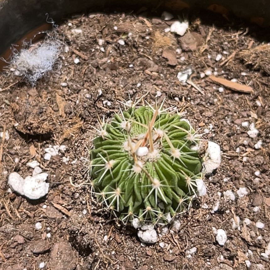 Photo of the plant species Brain Cactus by @AliveMaylily97 named Kylie on Greg, the plant care app