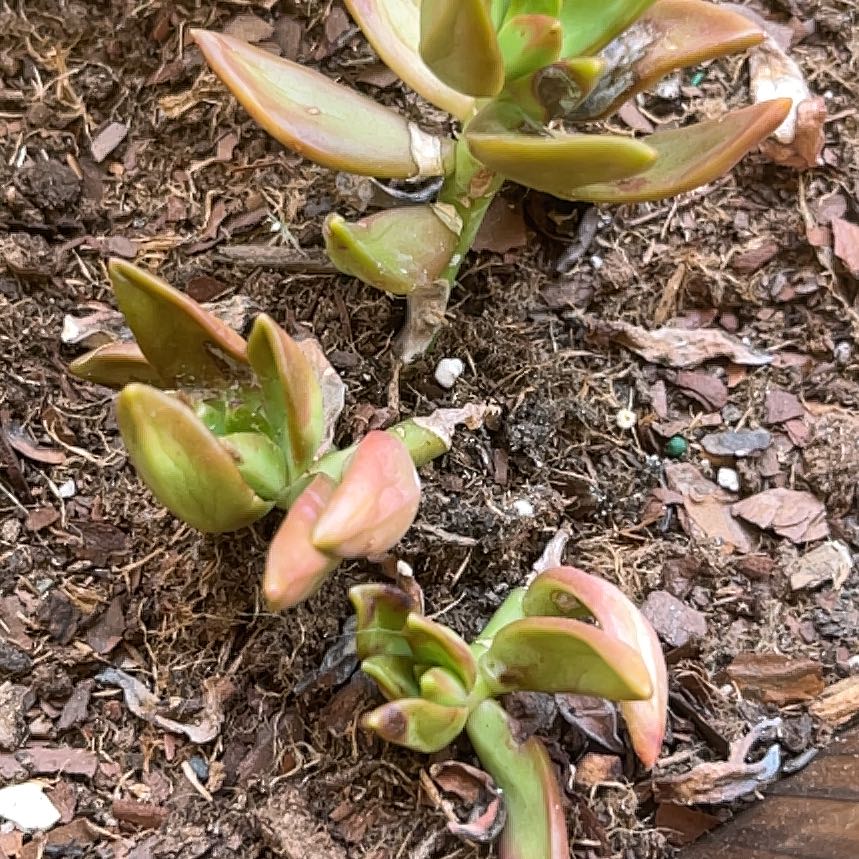 Photo of the plant species Bluff Lettuce by @AliveMaylily97 named Clooney on Greg, the plant care app