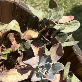 Photo of the plant species Chalk Dudleya by @AliveMaylily97 named Hemingway on Greg, the plant care app