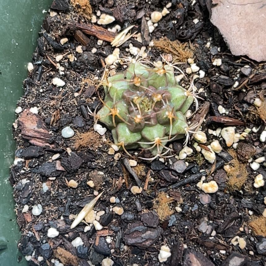Photo of the plant species Thelocactus hexaedrophorus by @AliveMaylily97 named ChloroPhil on Greg, the plant care app