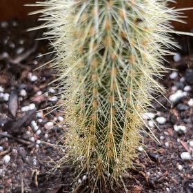 Photo of the plant species Bergerocactus Emoryi by @AliveMaylily97 named Demi on Greg, the plant care app