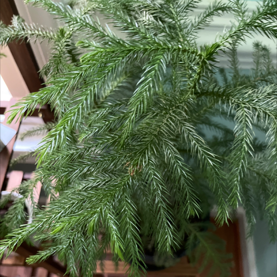 Norfolk Island Pine plant photo by Ellen named Lola on Greg, the plant care app.