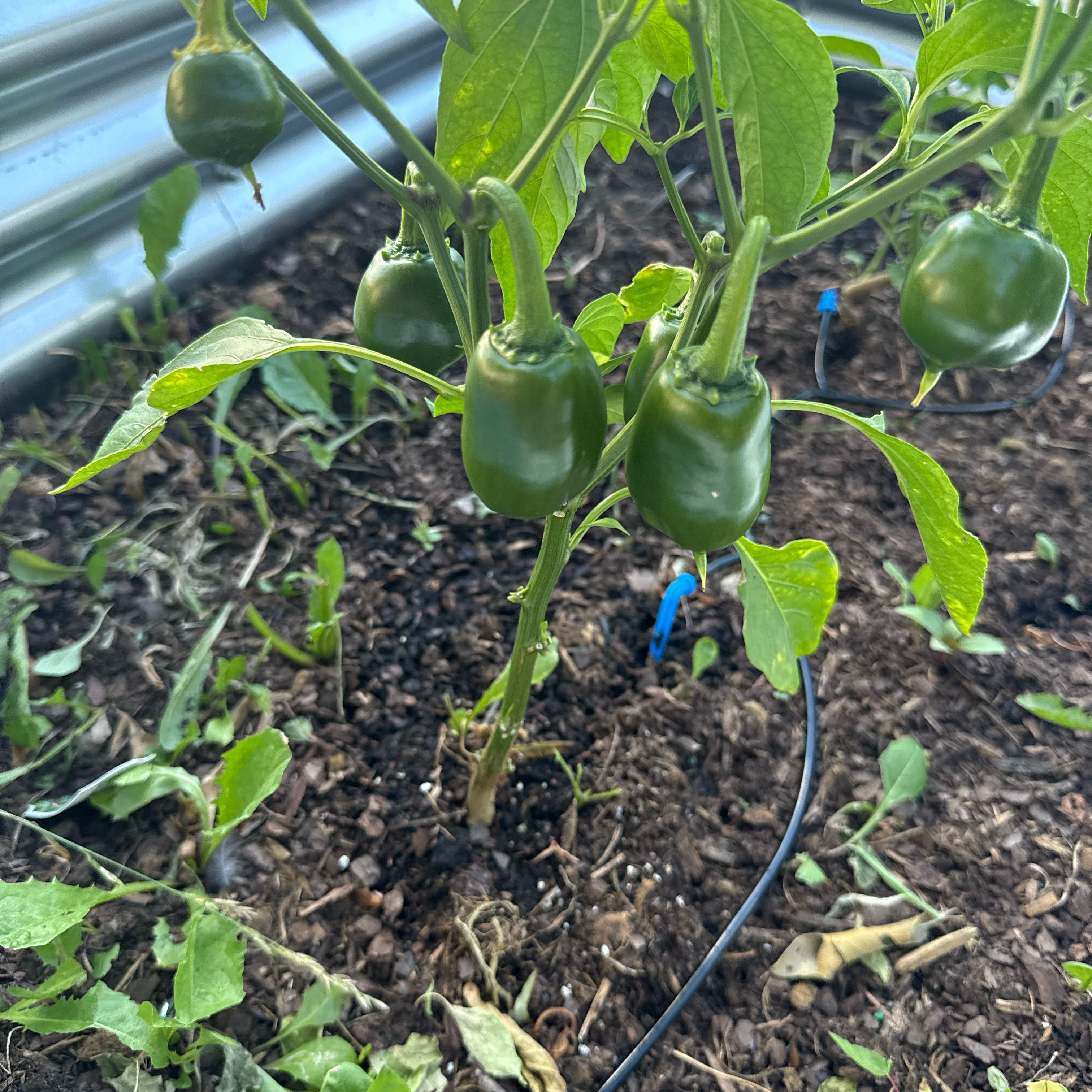 Photo of the plant species Jalapeño Pepper by @WillCorrea17 named Bigleef Smalls on Greg, the plant care app