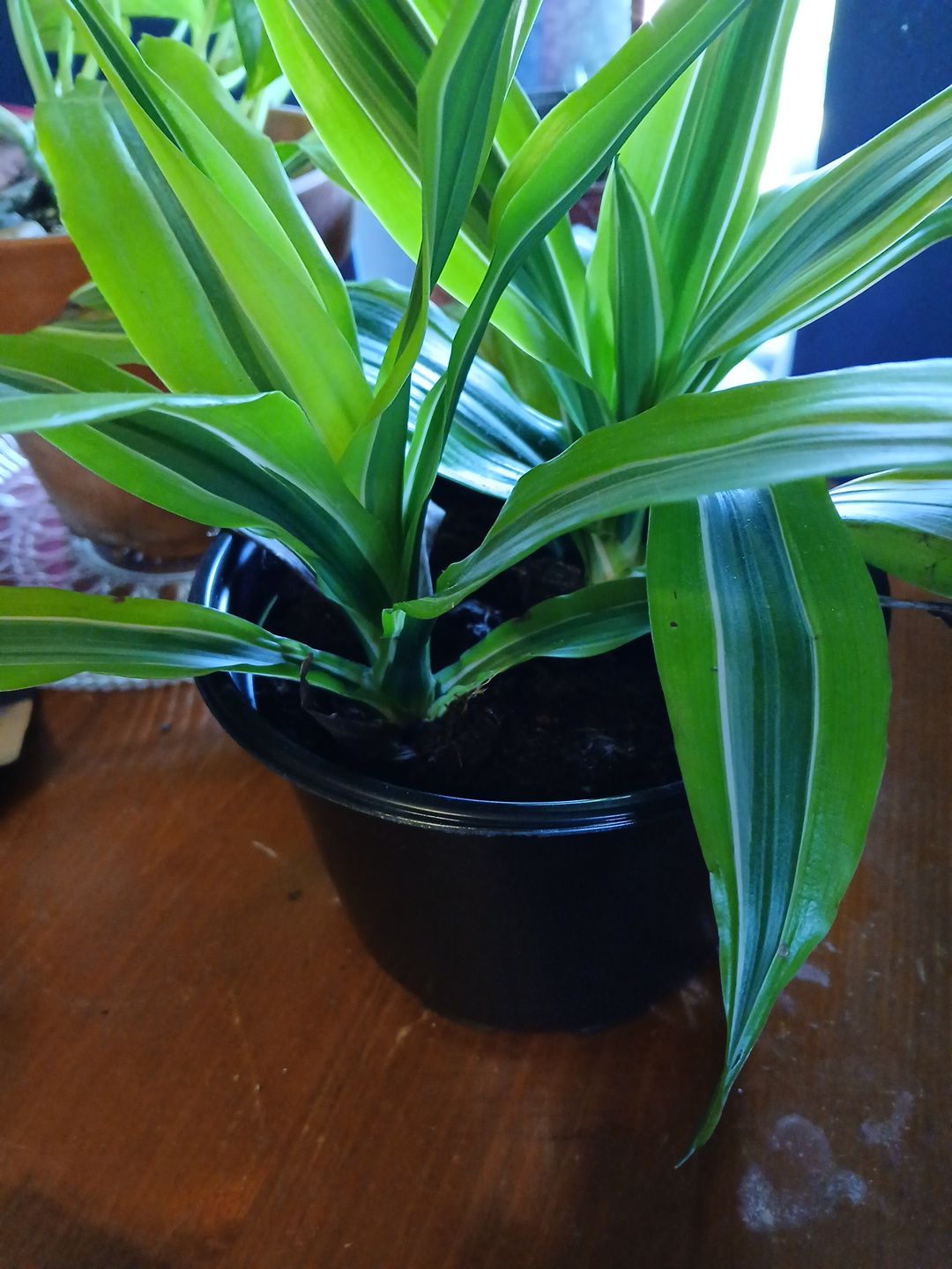 Photo from the post