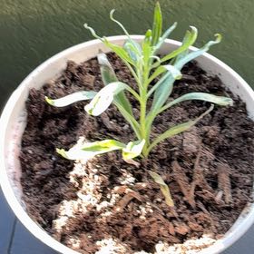 Photo of the plant species White Jasmine by @AppealingRimu45 named Harper on Greg, the plant care app