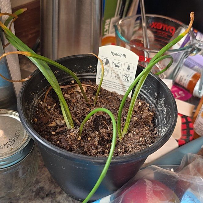 Photo of the plant species Hyacinth 'Happy' by @BlazingClusia91 named James Dean on Greg, the plant care app