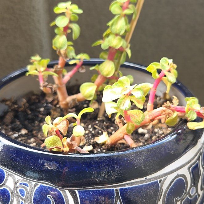 Photo of the plant species Portulacaria afra 'Kaleidoscope' by @YardRye65 named Kandy on Greg, the plant care app