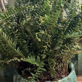 Photo of the plant species Kimberly Queen Fern by @SparklingMint75 named Siobhan on Greg, the plant care app