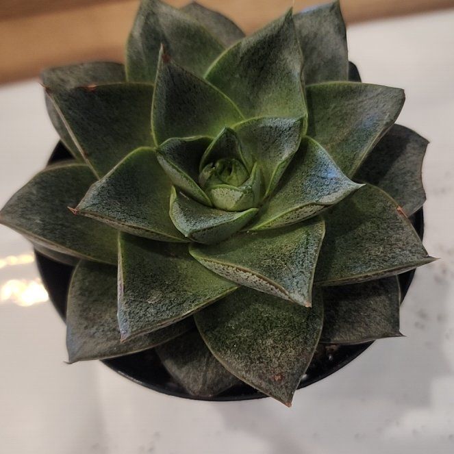 Photo of the plant species Urbinia Purpusii by @TrueblueRedsage named Rosey on Greg, the plant care app