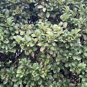 Photo of the plant species Sweet Arrowwood by @SvelteRedfir65 named Leaf Erickson on Greg, the plant care app
