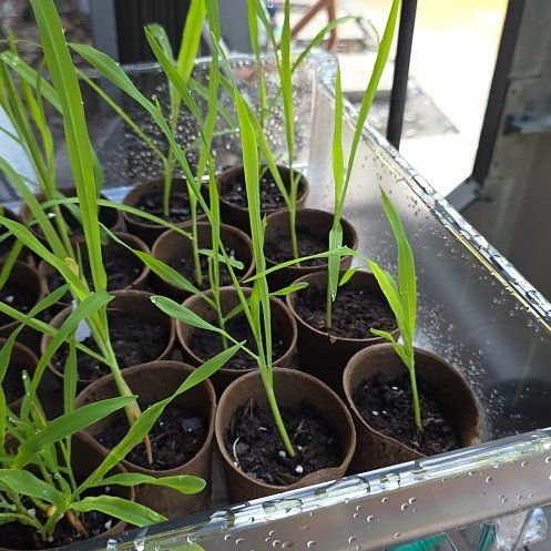 Photo of the plant species Corn by @UnusualRose83 named Tupot amaroot on Greg, the plant care app