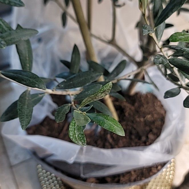 Photo of the plant species Olive Tree by @NovelTukauki40 named Zaya Arbequina on Greg, the plant care app