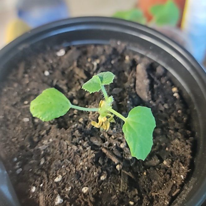 Photo of the plant species Cucumber by @NovelTukauki40 named Sproutacus on Greg, the plant care app
