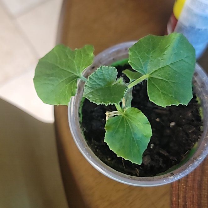 Photo of the plant species Melon by @NovelTukauki40 named Sherlock on Greg, the plant care app