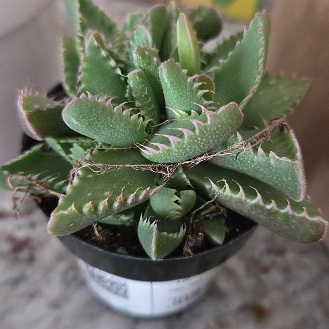 Photo of the plant species Varigated Tiger's Jaw by @DeluxeBlueelf47 named Demi on Greg, the plant care app
