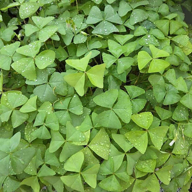 Photo of the plant species Shamrock by @DeluxeBlueelf47 named Aria on Greg, the plant care app