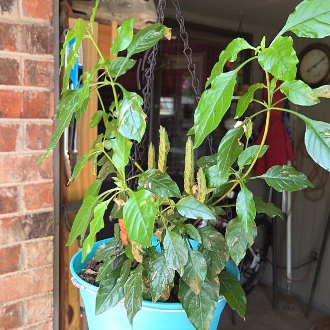 Photo of the plant species Firecracker Flower by @RadDyebush46 named Navajo on Greg, the plant care app