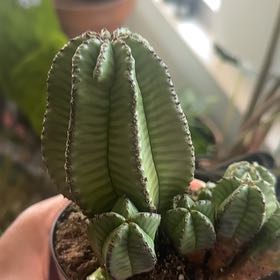 Photo of the plant species Euphorbia anoplia by @NewKapoktree10 named Girlfrond on Greg, the plant care app