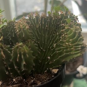 Photo of the plant species Crested African Candelabra by @NewKapoktree10 named Diana on Greg, the plant care app
