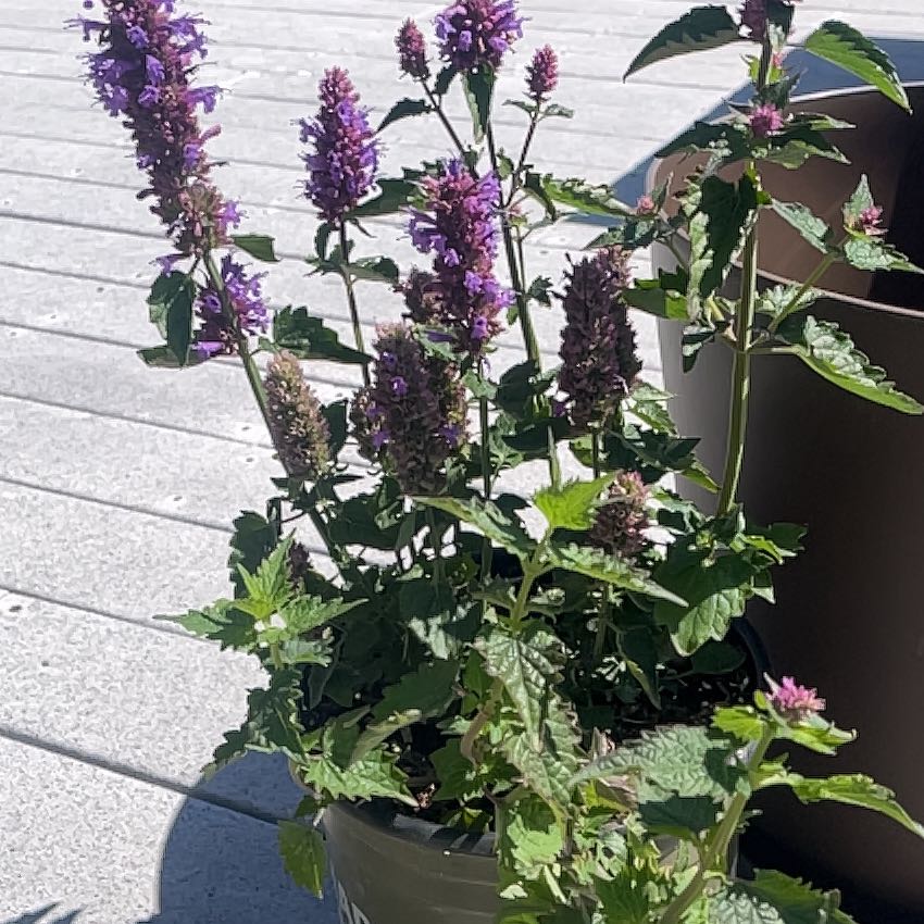 Photo of the plant species Tango Hummingbird Mint by @SwiftKanono55 named Rosa on Greg, the plant care app