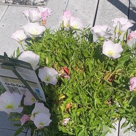 Photo of the plant species Showy Pink Evening Primrose by @SwiftKanono55 named Kendall on Greg, the plant care app