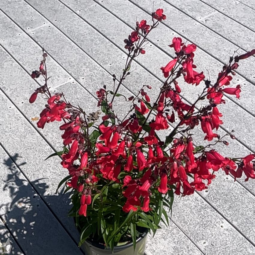 Photo of the plant species Penstemon 'Ruby' by @SwiftKanono55 named Oscar on Greg, the plant care app