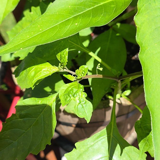 Photo of the plant species American Black Nightshade by @BullishFlaxsilk named Planty on Greg, the plant care app