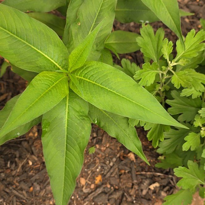 Photo of the plant species Spotted Ladysthumb by @BullishFlaxsilk named Maya on Greg, the plant care app