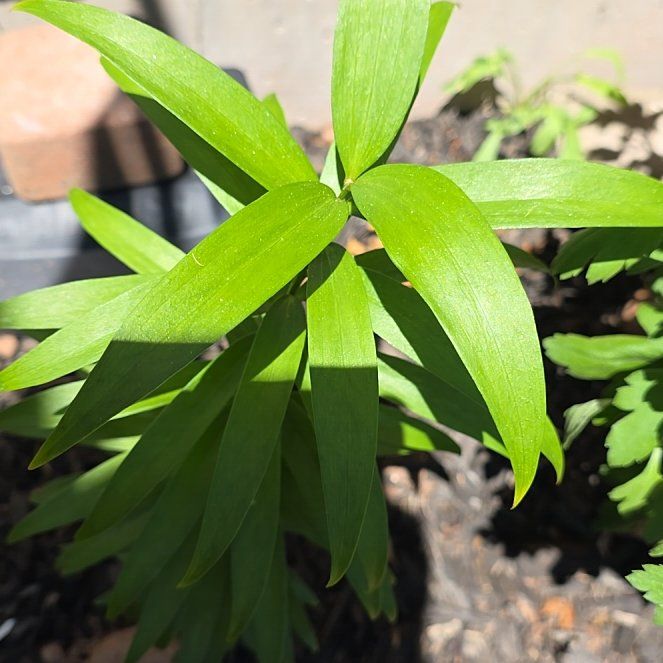 Photo of the plant species Seaside Goldenrod by @BullishFlaxsilk named ChloroPhil on Greg, the plant care app