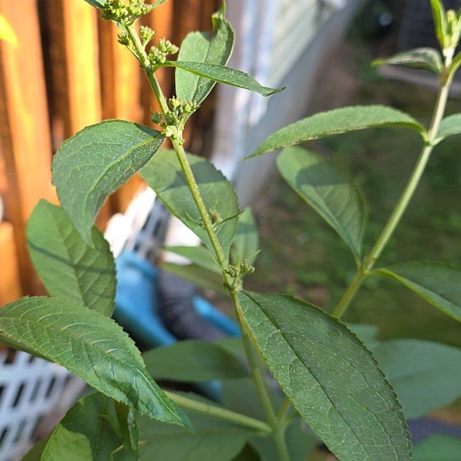 Photo of the plant species Orange Eye by @BullishFlaxsilk named Duke on Greg, the plant care app
