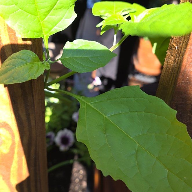 Photo of the plant species American Black Nightshade by @BullishFlaxsilk named Sahara on Greg, the plant care app
