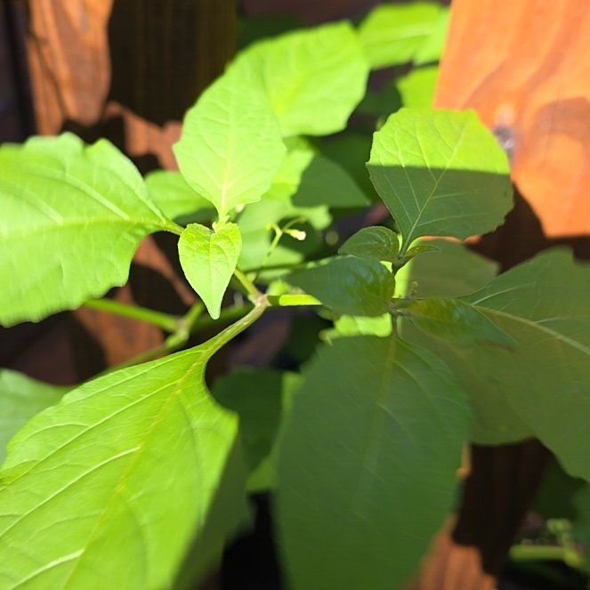Photo of the plant species American Black Nightshade by @BullishFlaxsilk named Sigmund on Greg, the plant care app