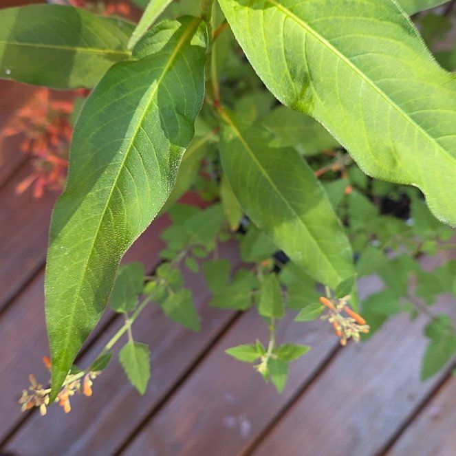 Photo of the plant species Spotted Ladysthumb by @BullishFlaxsilk named Foxxy on Greg, the plant care app