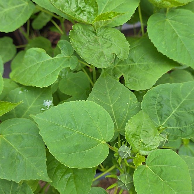 Photo of the plant species Eastern Rosemallow by @BullishFlaxsilk named Walt on Greg, the plant care app