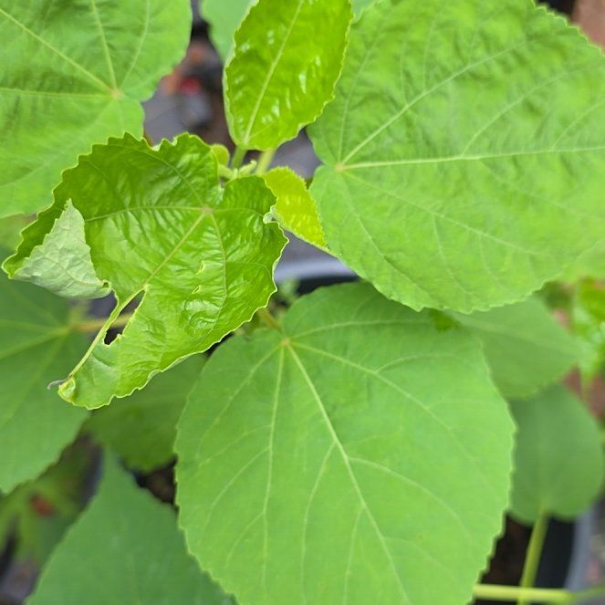 Photo of the plant species Eastern Rosemallow by @BullishFlaxsilk named Kesha on Greg, the plant care app