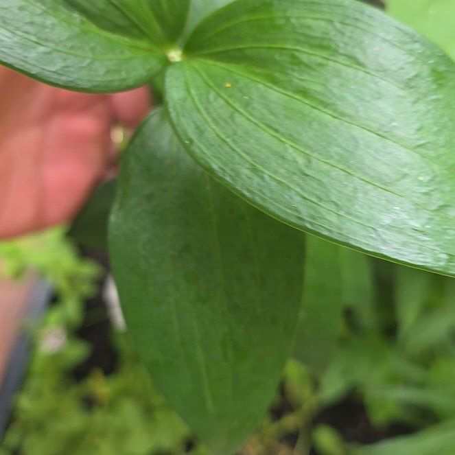 Photo of the plant species Peruvian-Lily by @BullishFlaxsilk named Rihanna on Greg, the plant care app